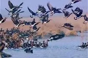 کوچ ۵۰ هزار پرنده به تالاب‌های چهارمحال و بختیاری