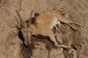 عدم تایید شیوع طاعون نشخوارکنندگان در خراسان جنوبی