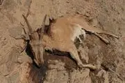 عدم تایید شیوع طاعون نشخوارکنندگان در خراسان جنوبی
