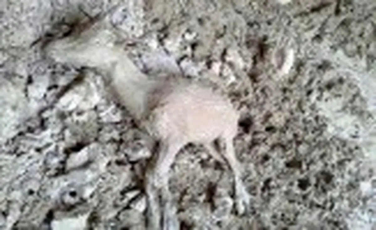 بیش از دهها کل و بز در آستانه مرگ