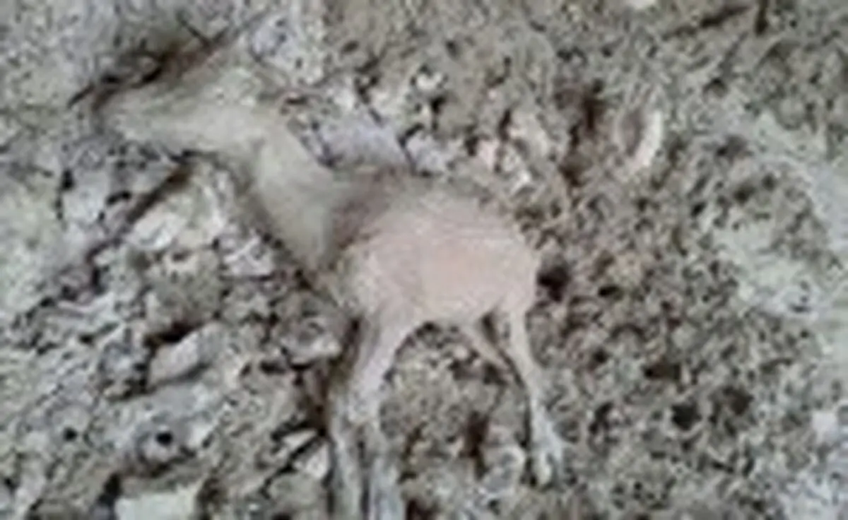 
بیش از ده‌ها کل و بز در آستانه مرگ
