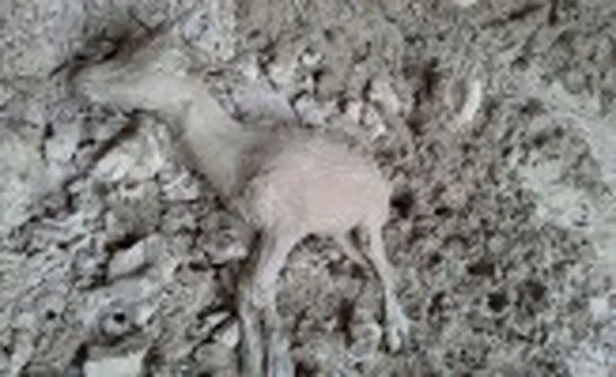 
بیش از ده‌ها کل و بز در آستانه مرگ
