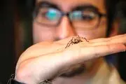 مرد عنکبوتی در ایران که با عنکبوت ها سر و کار دارد