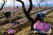 زعفران خراسان‌شمالی دارای برند می‌شود 