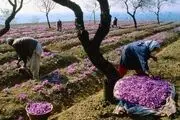 زعفران خراسان‌شمالی دارای برند می‌شود 
