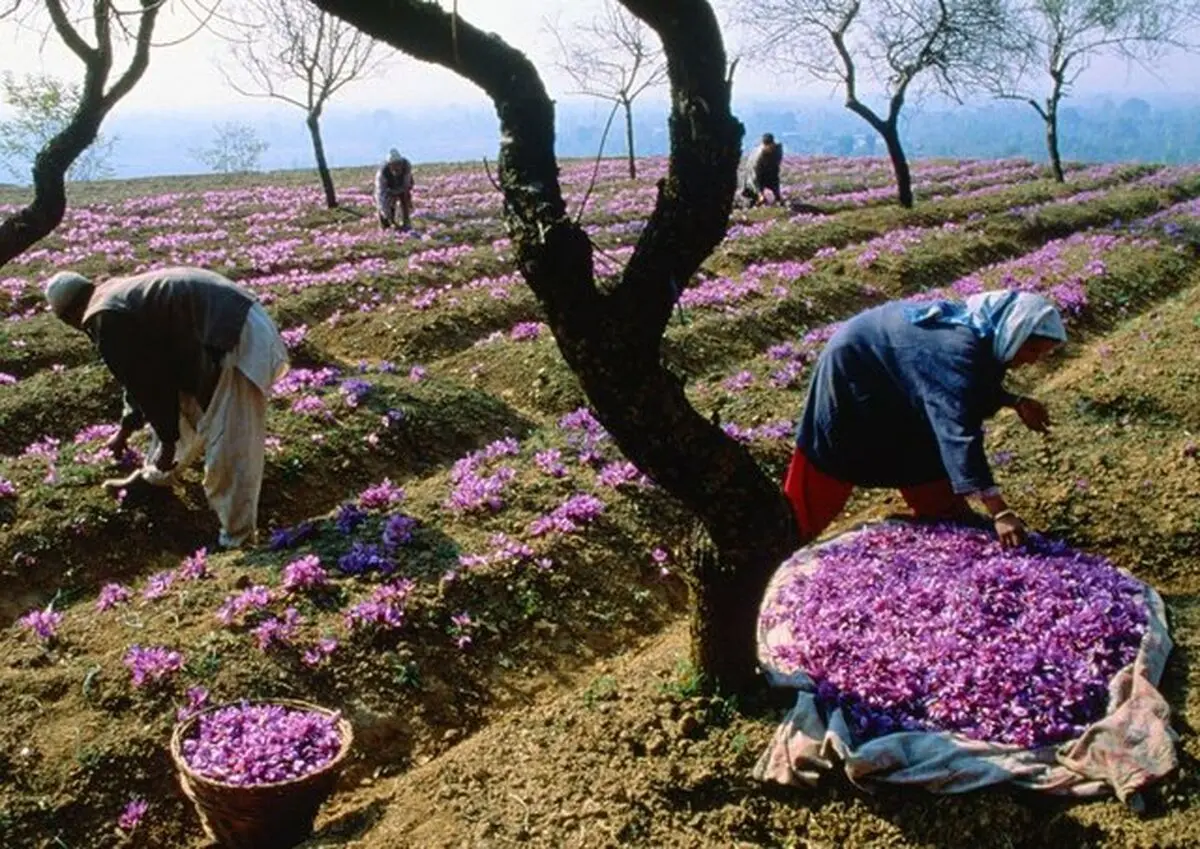 زعفران خراسان‌شمالی دارای برند می‌شود 