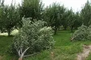 قطع درختان محدوده کوی دانشگاه تهران
