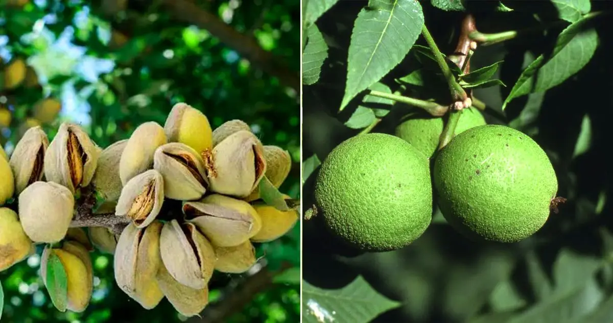 خرید بهترین نهال گردو و نهال بادام برای مناطق معتدل از آریا نهال