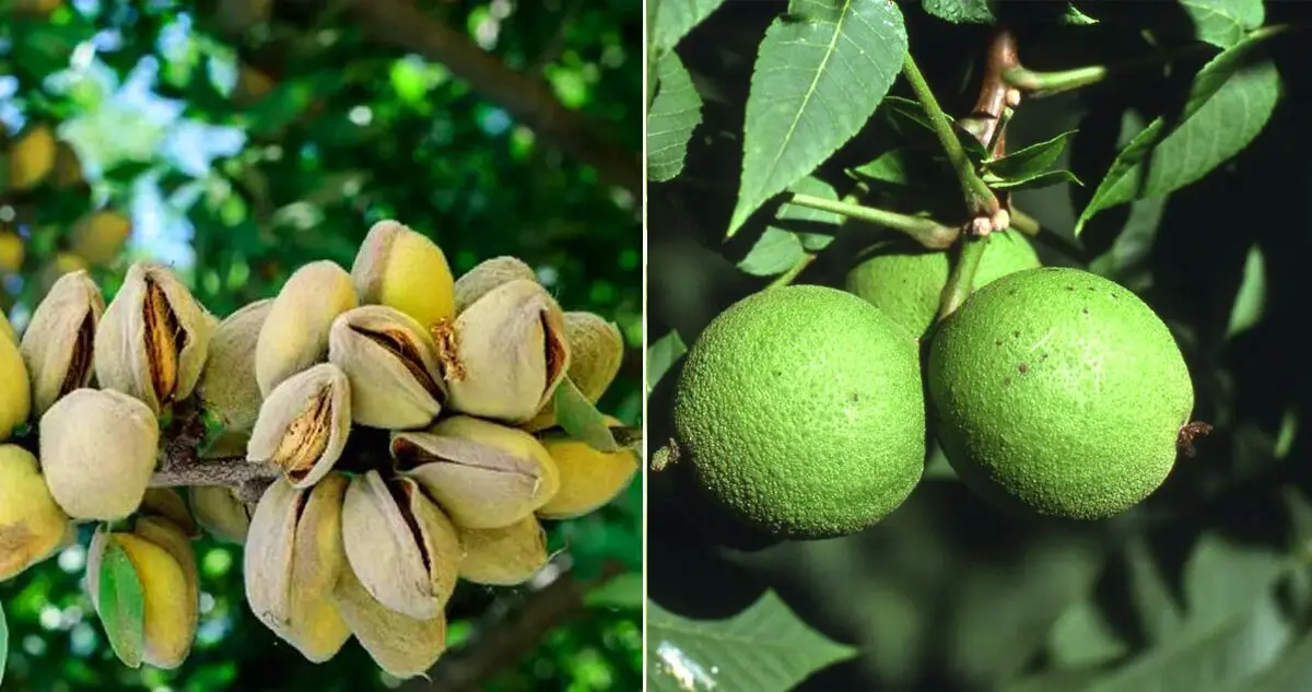 خرید بهترین نهال گردو و نهال بادام برای مناطق معتدل از آریا نهال