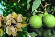 خرید بهترین نهال گردو و نهال بادام برای مناطق معتدل از آریا نهال