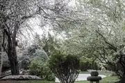 شکوفه‌های بهاری در تهران/ گزارش تصویری