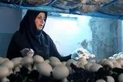 در آمد ماهانه 50 میلیون ریال از پرورش قارچ توسط کارآفرین زنجانی