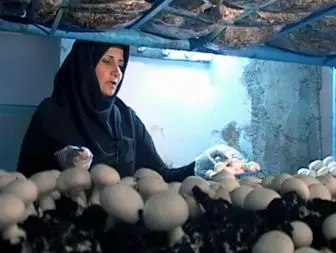 در آمد ماهانه 50 میلیون ریال از پرورش قارچ توسط کارآفرین زنجانی