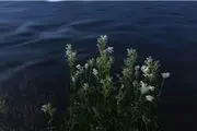 پاکیزه‌ترین رودخانه جهان را اینجا ببینید