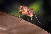 U. S. West Nile cases, deaths jump in latest week