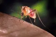 U. S. West Nile cases, deaths jump in latest week