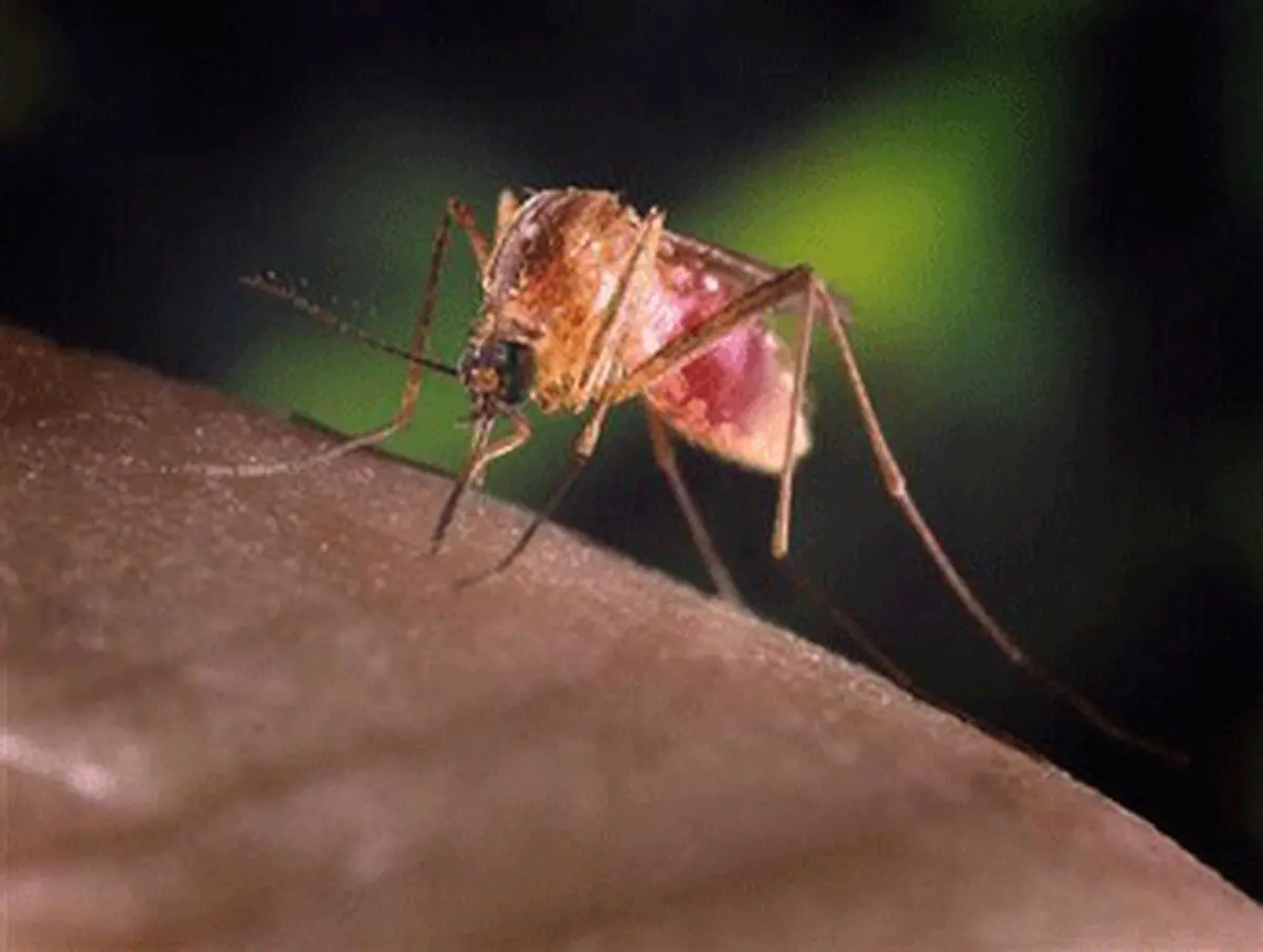 U. S. West Nile cases, deaths jump in latest week