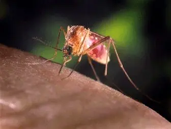 U. S. West Nile cases, deaths jump in latest week