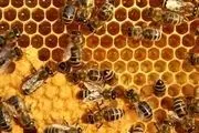چطور در خانه عسل طبیعی را تشخیص دهید؟
