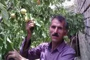 برداشت زردآلوهای ۱۰۰ گرمی توسط کشاورز گرمه‌ای / تصاویر