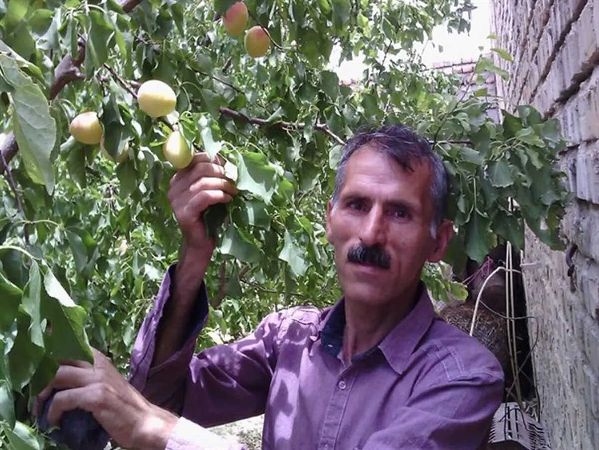 برداشت زردآلوهای ۱۰۰ گرمی توسط کشاورز گرمه‌ای / تصاویر