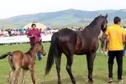 صادرات اسب ایرانی مجوز گرفت