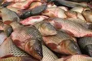 صادرات محصولات شیلاتی بیش از واردات 