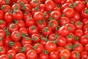 پشت پرده افزایش چندبرابری قیمت گوجه فرنگی