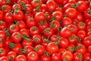 قیمت گوجه سر به فلک کشید | علت گرانی گوجه