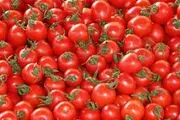 پشت پرده افزایش چندبرابری قیمت گوجه فرنگی