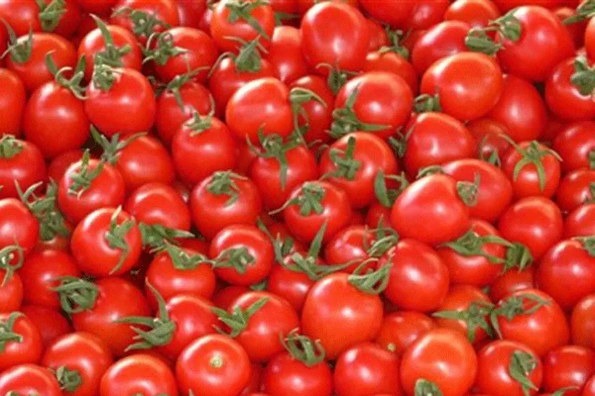 پشت پرده افزایش چندبرابری قیمت گوجه فرنگی