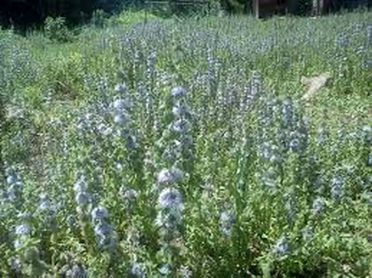 گیاهی که باعث دور کردن حشرات می شود