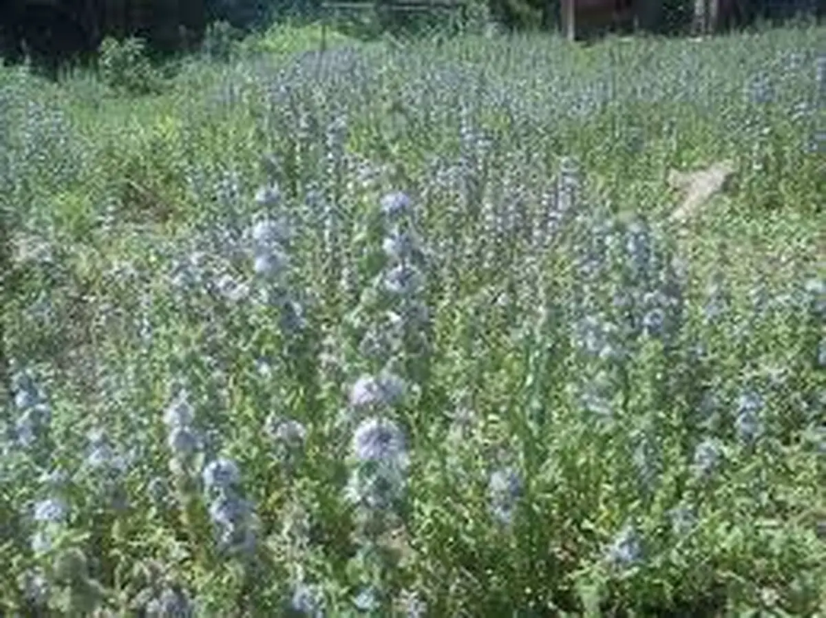 گیاهی که باعث دور کردن حشرات می شود