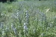 گیاهی که باعث دور کردن حشرات می شود