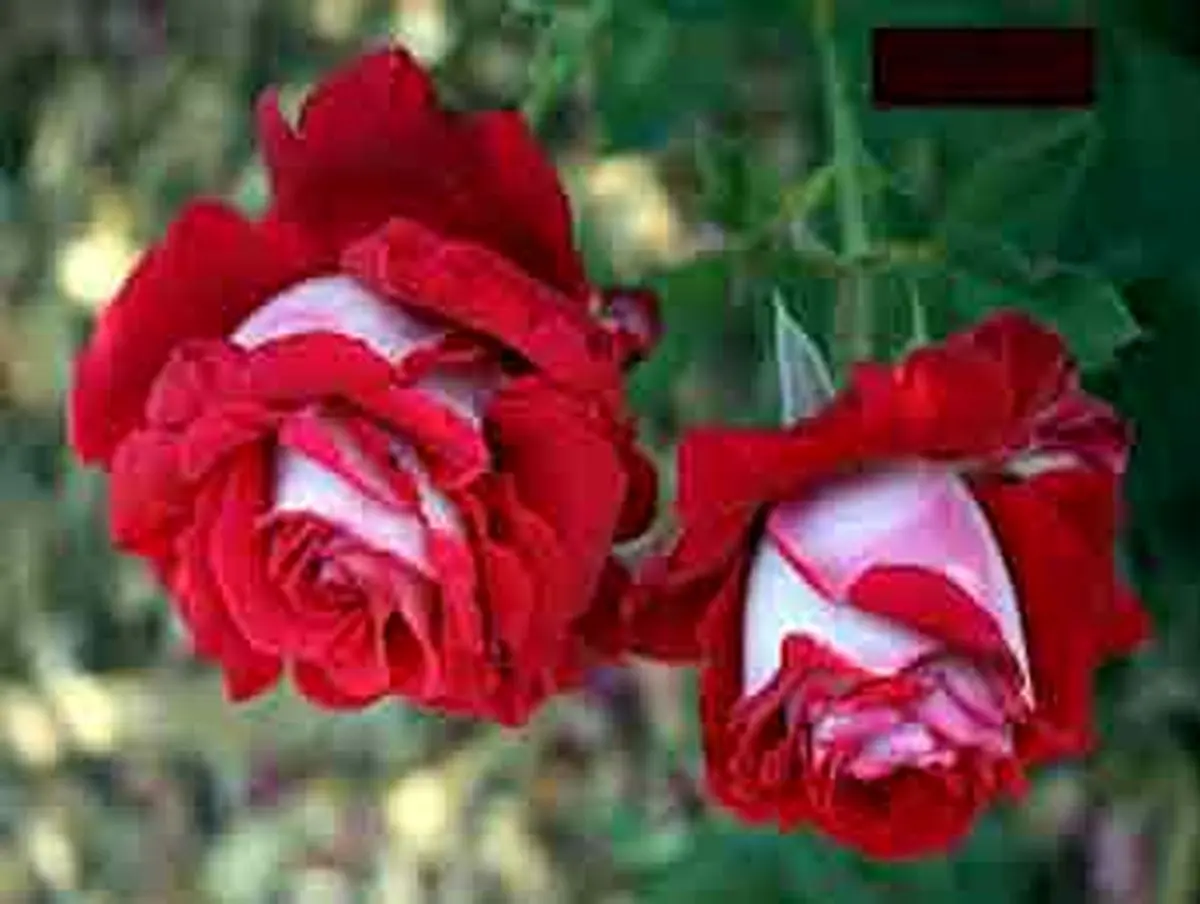 آیا هر کسی برای خود می تواند فتوی دهد؟