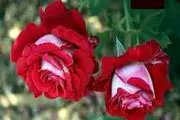 آیا هر کسی برای خود می تواند فتوی دهد؟