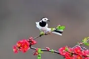 تصاویر منتخب حیات وحش هفته/ گزارش تصویری