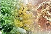 ذرت وارداتی به بورس کالا رسید