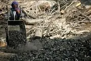 آمار تکان‌دهنده از جنگل‌هایی که زغال می‌شود!
