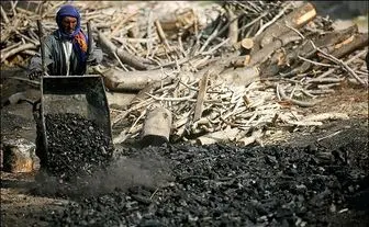 آمار تکان‌دهنده از جنگل‌هایی که زغال می‌شود!