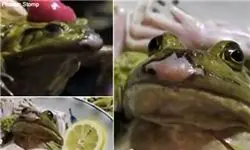 سرو قورباغه زنده در یک غذای ژاپنی + عکس