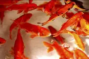 این ماهی های قرمز را نخرید