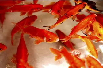 این ماهی های قرمز را نخرید
