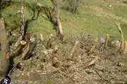 قطع درختان مناطق گردشگری