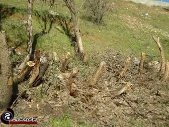 قطع درختان مناطق گردشگری