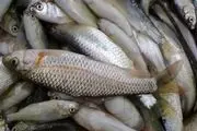 ضبط و معدوم سازی بیش از 8000 کیلوگرم ماهی غیربهداشتی در شهرستان بن