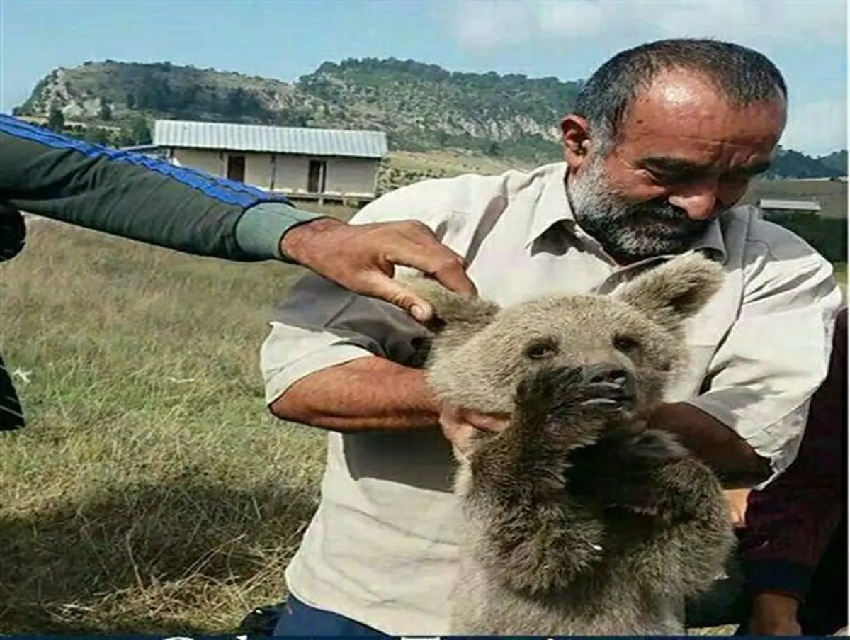کمک رسانی دوستداران حیات وحش به توله خرس گم شده +عکس