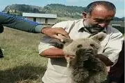 کمک رسانی دوستداران حیات وحش به توله خرس گم شده +عکس
