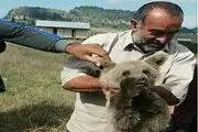 کمک رسانی دوستداران حیات وحش به توله خرس گم شده +عکس