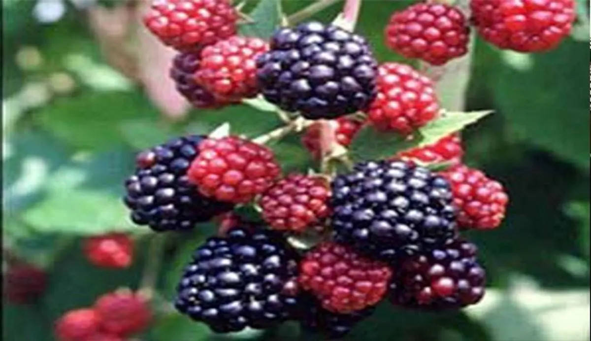 میوه ای ترش که برای قلب معجزه می کند